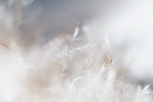 plume