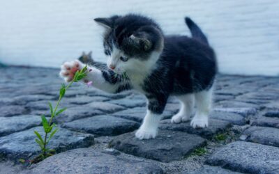 Le pendule et les animaux : comment utiliser un pendule pour aider à diagnostiquer et traiter les nombreux problèmes de santé de vos animaux.