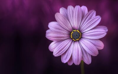 Le pendule et les plantes : comment utiliser un pendule pour aider à choisir les plantes qui conviennent le mieux à votre environnement.